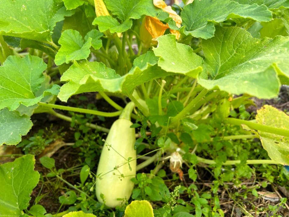 Какие овощи чаще всего приносят в подарок петербургские дачники